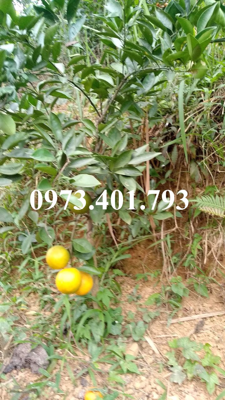 Cây giống cam vàng mỹ navel